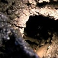 How Often Should You Clean Your Chimney?
